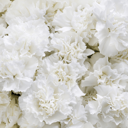 White Grenadin Carnation – 25 Seeds