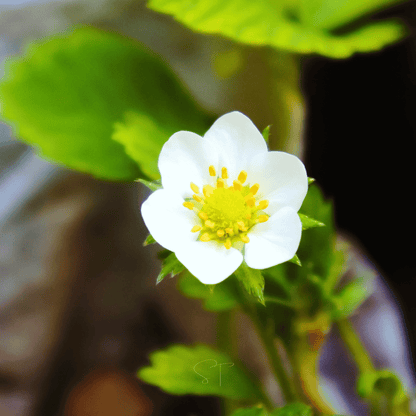 White Soul Strawberry – 100 Seeds
