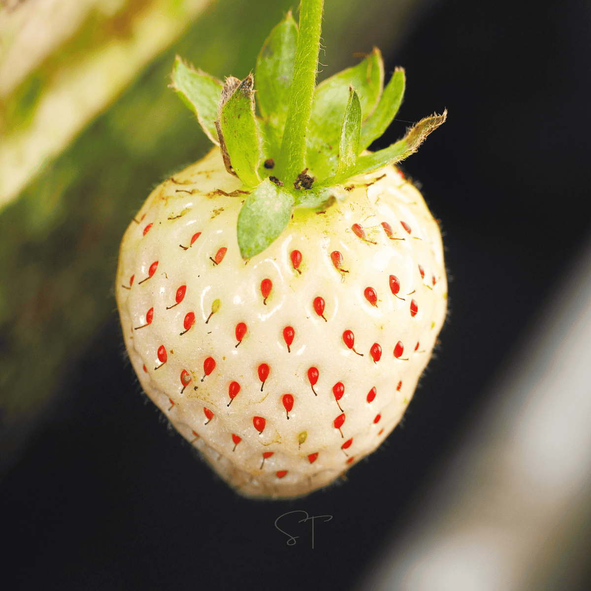 White Soul Strawberry – 100 Seeds