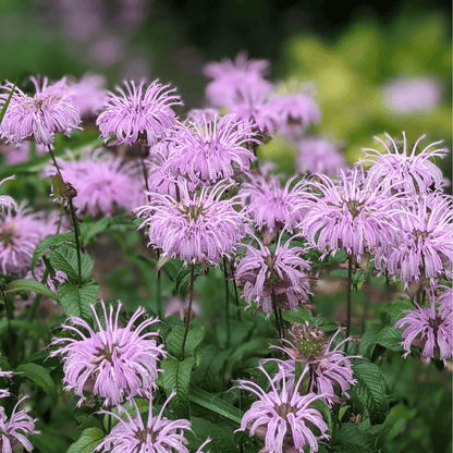 Wild Bergamot Bee Balm (Mintleaf) – 100 Seeds