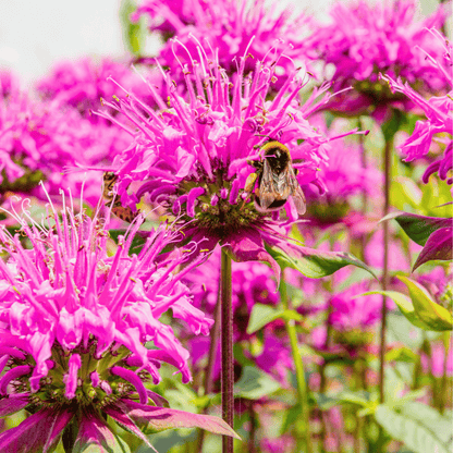 Wild Bergamot Bee Balm (Mintleaf) – 100 Seeds