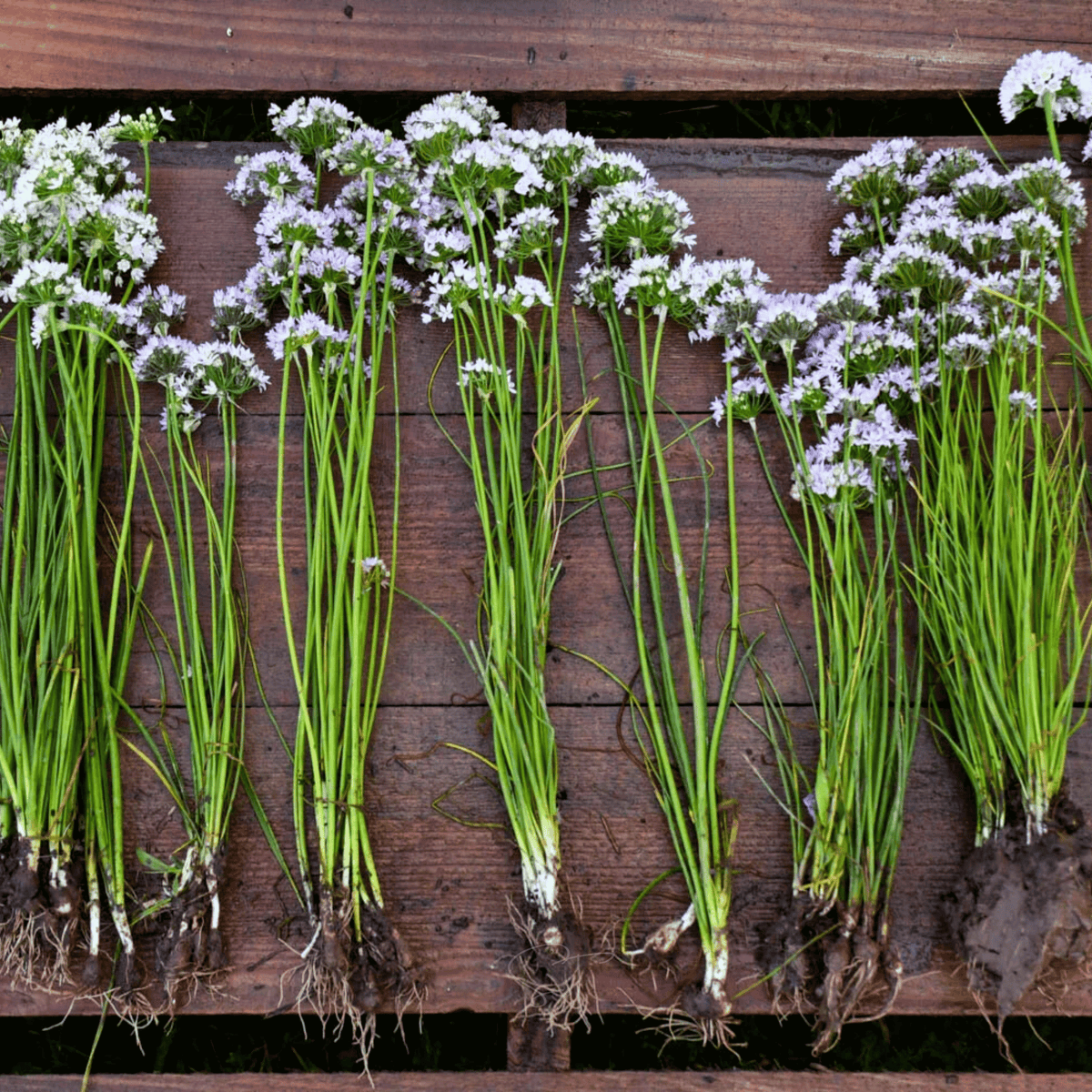 Wild Garlic – 25 Seeds