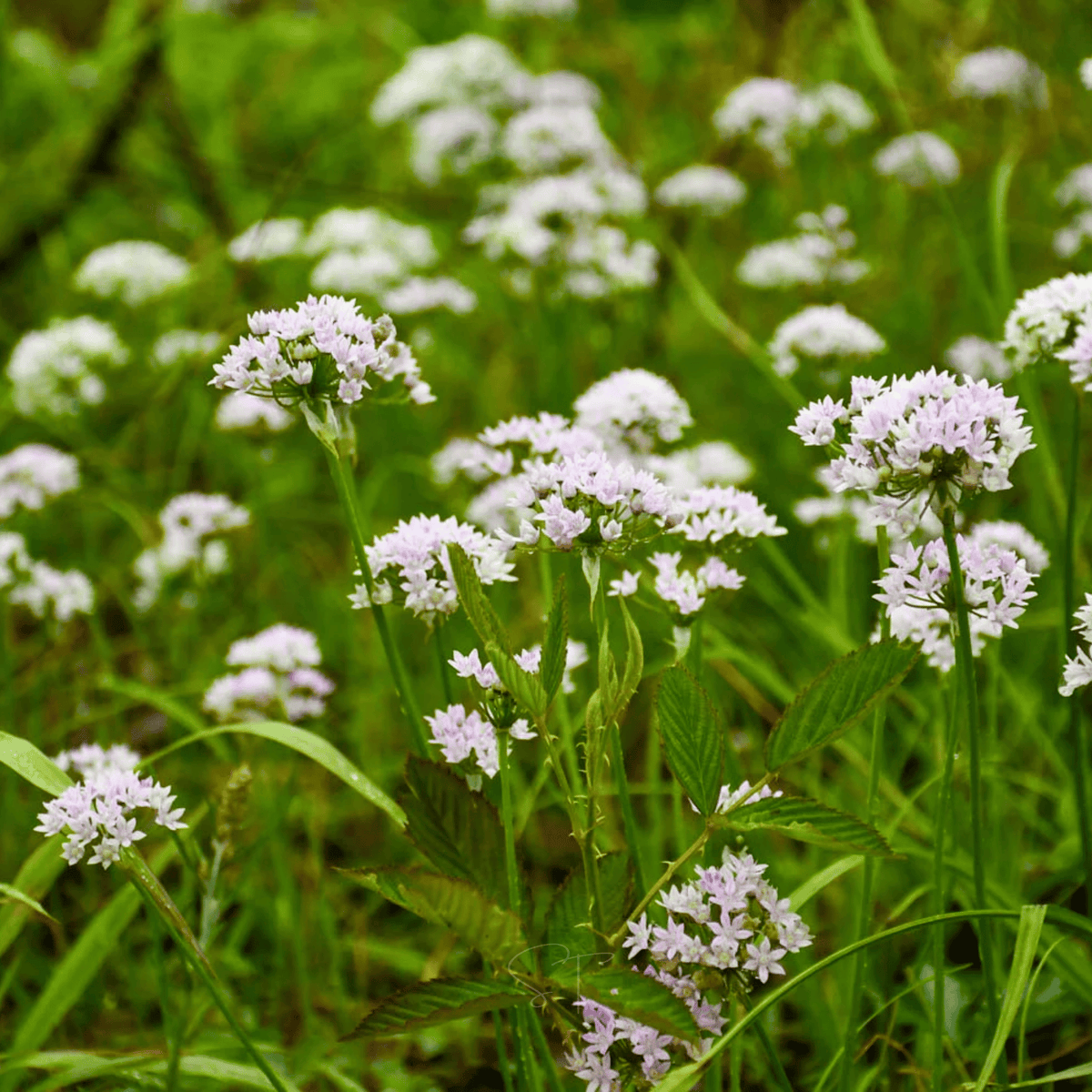Wild Garlic – 25 Seeds