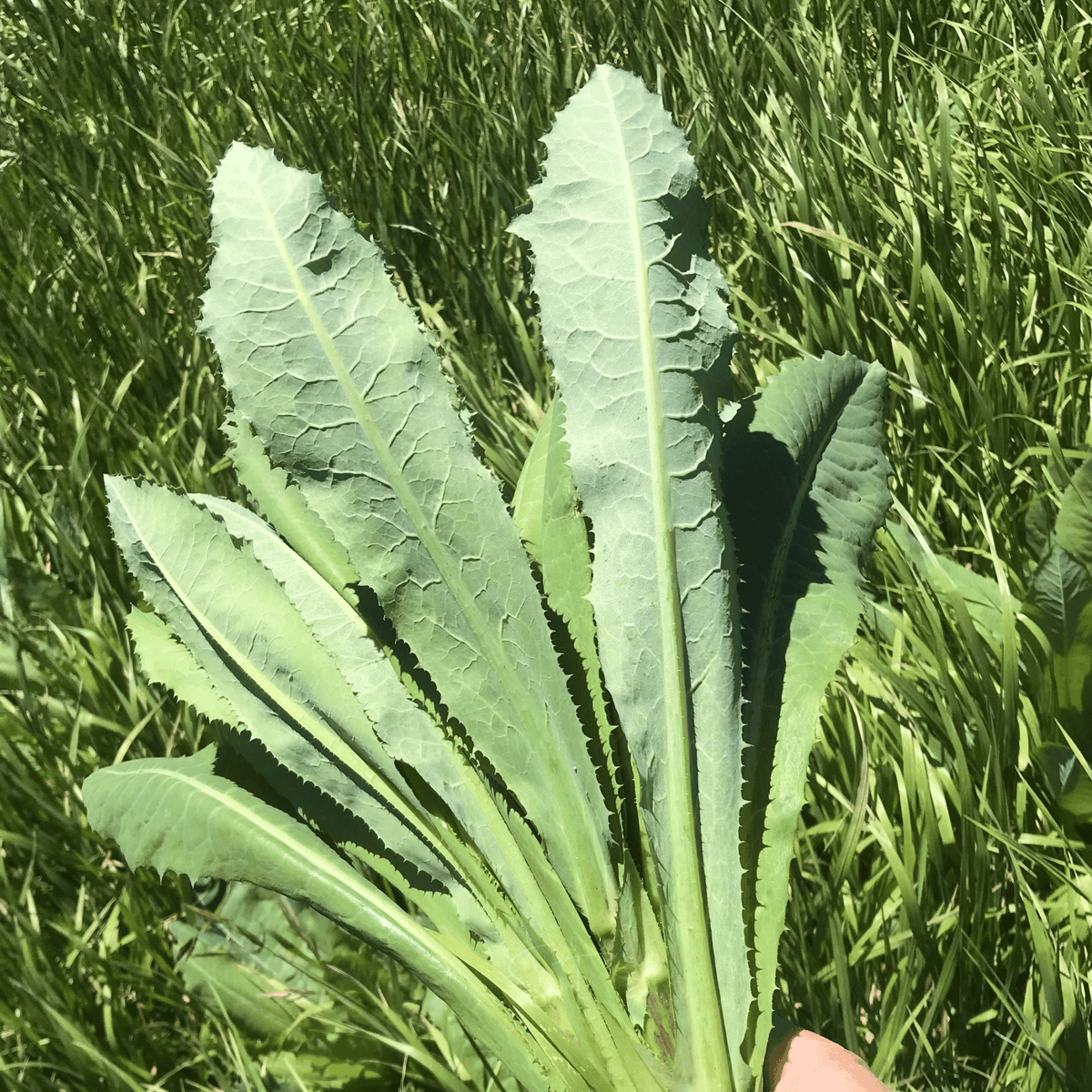 Wild Lettuce – 20 Seeds