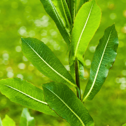 Wild Lettuce – 20 Seeds