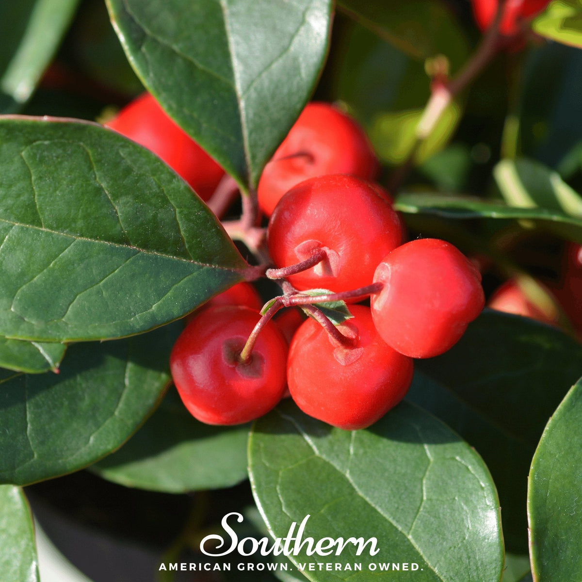 Wintergreen (Teaberry) – 20 Seeds