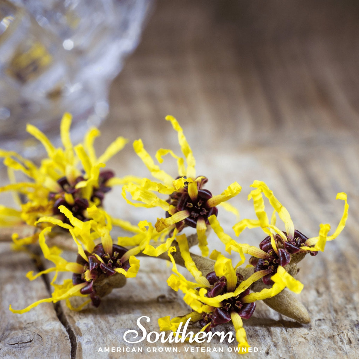 Witch Hazel – 5 Seeds
