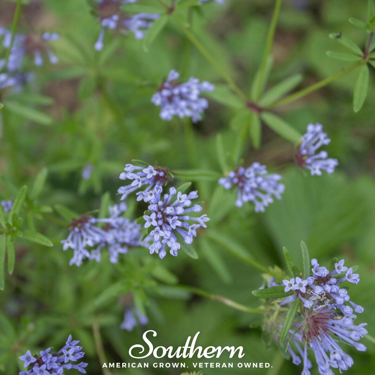 Blue Woodruff – 50 Seeds