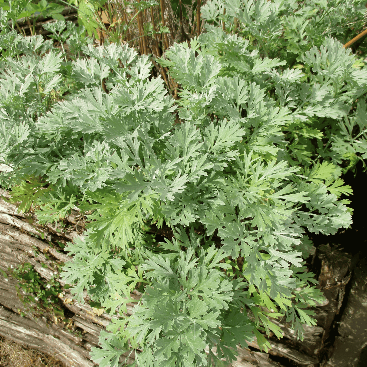 Wormwood – 200 Seeds