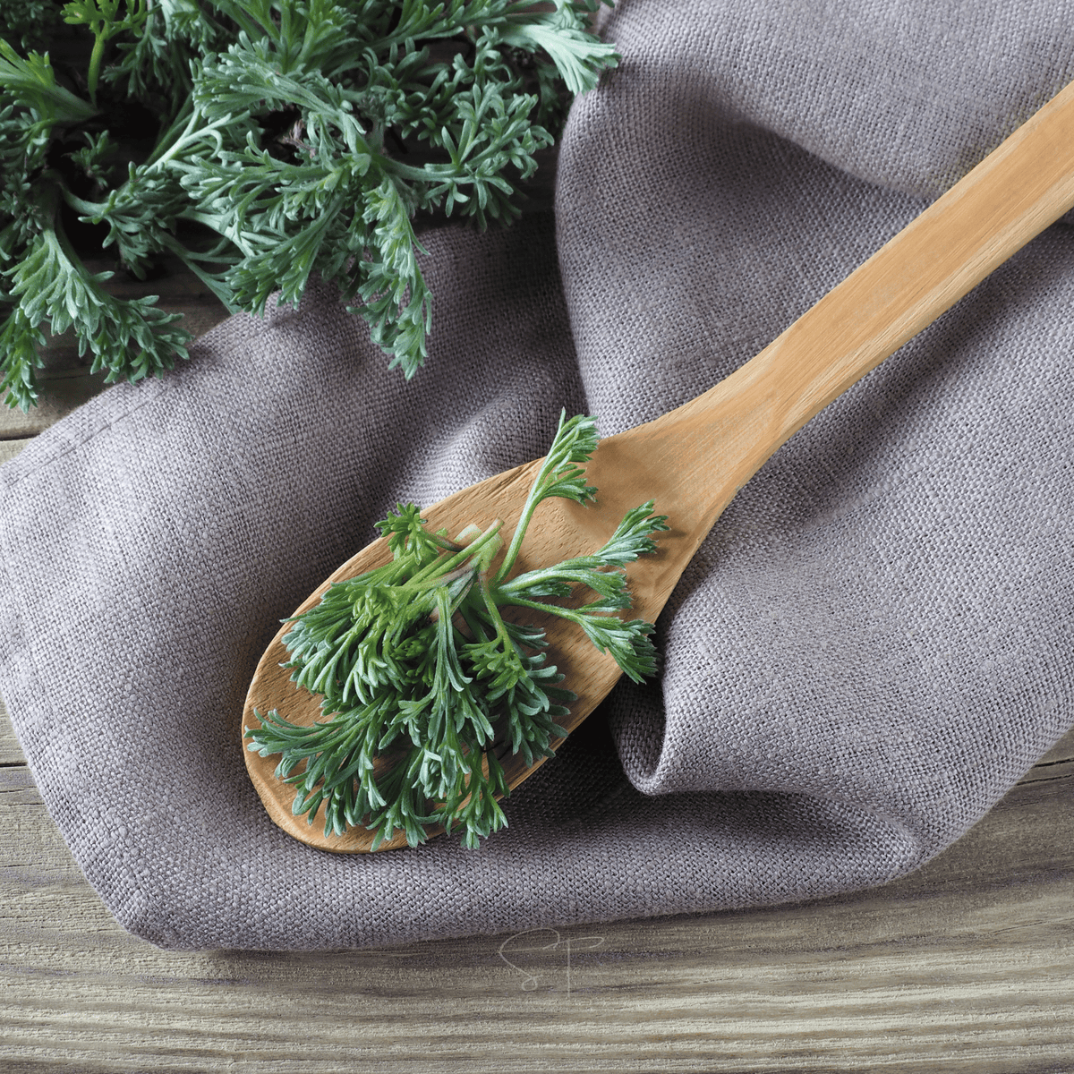 Wormwood – 200 Seeds