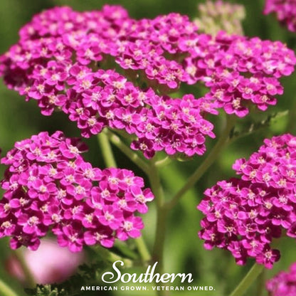 Cerise Queen Yarrow – 50 Seeds
