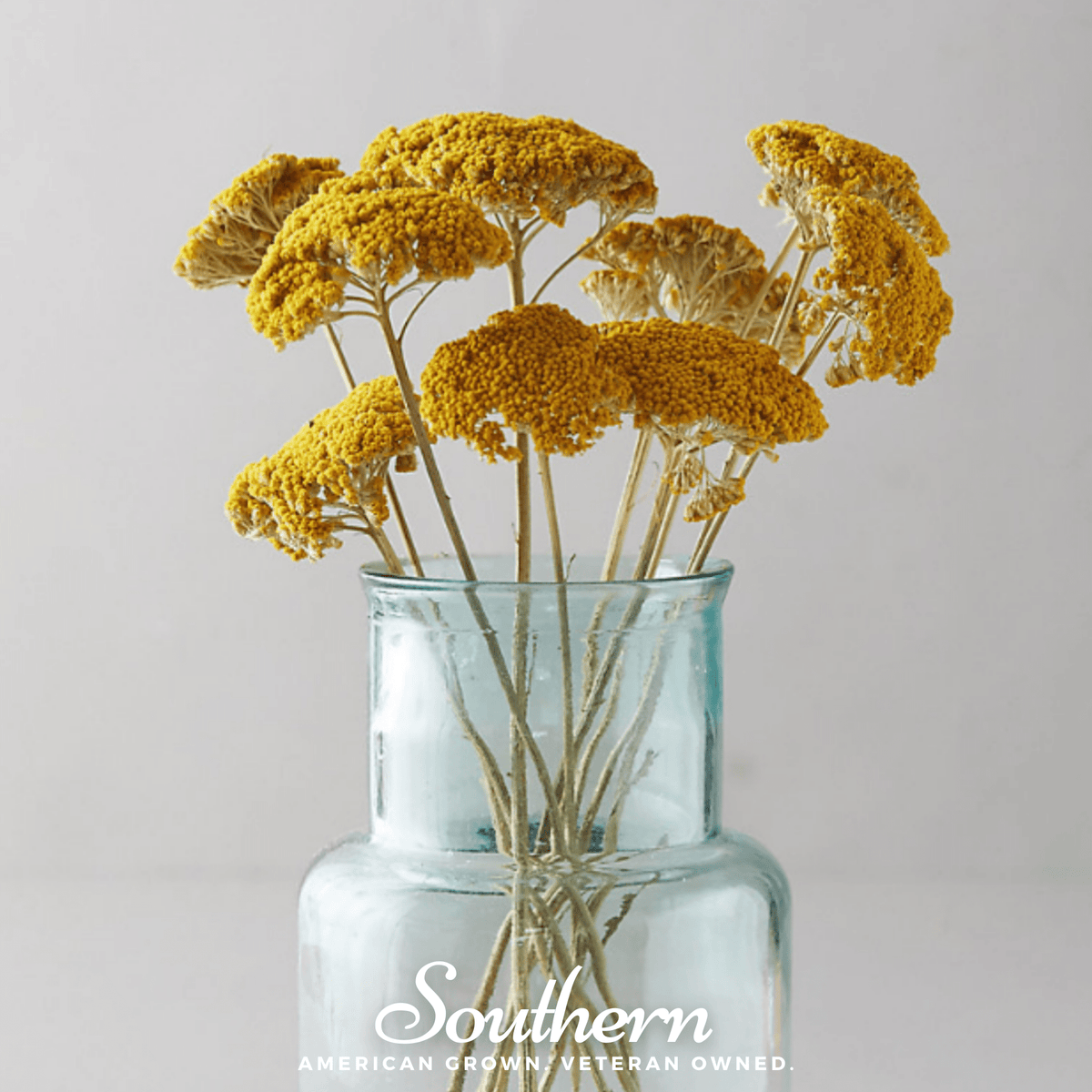 Golden Parker Yarrow – 100 Seeds