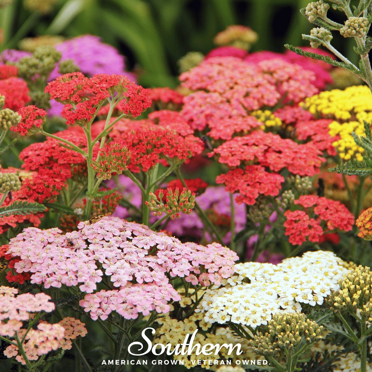 Summer Berries Yarrow Mix – 50 Seeds