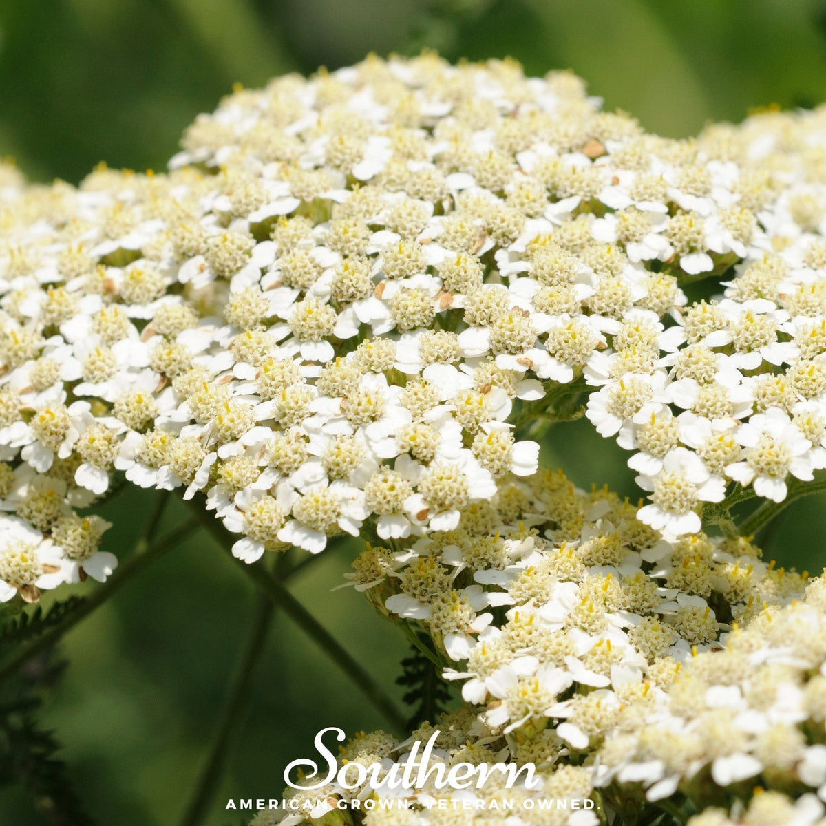 White Yarrow – 100 Seeds