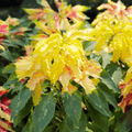 Yellow Amaranth – 100 Seeds