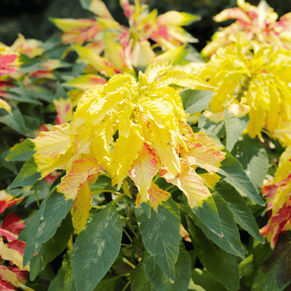 Yellow Amaranth – 100 Seeds