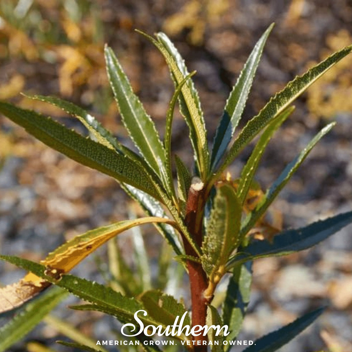 Yerba Santa – 30 Seeds