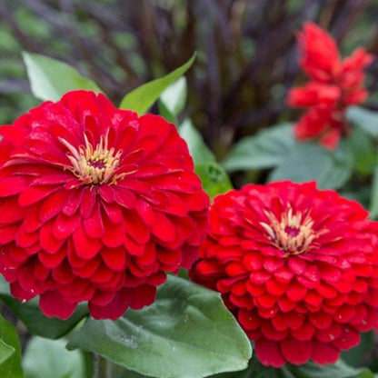 Cherry Queen Zinnia – 100 Seeds