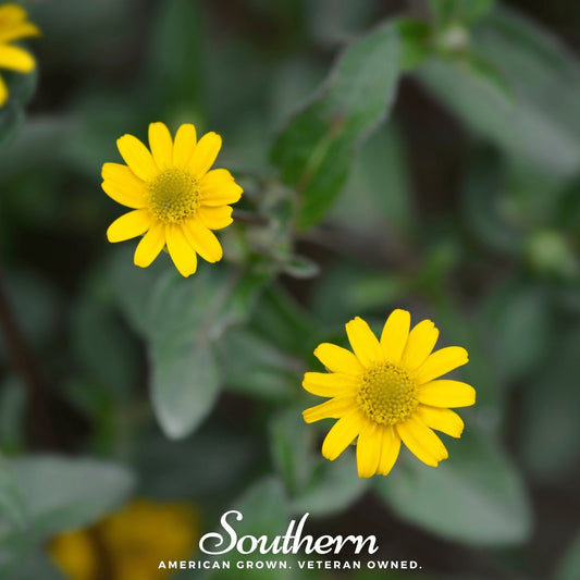 Creeping Zinnia – 100 Seeds