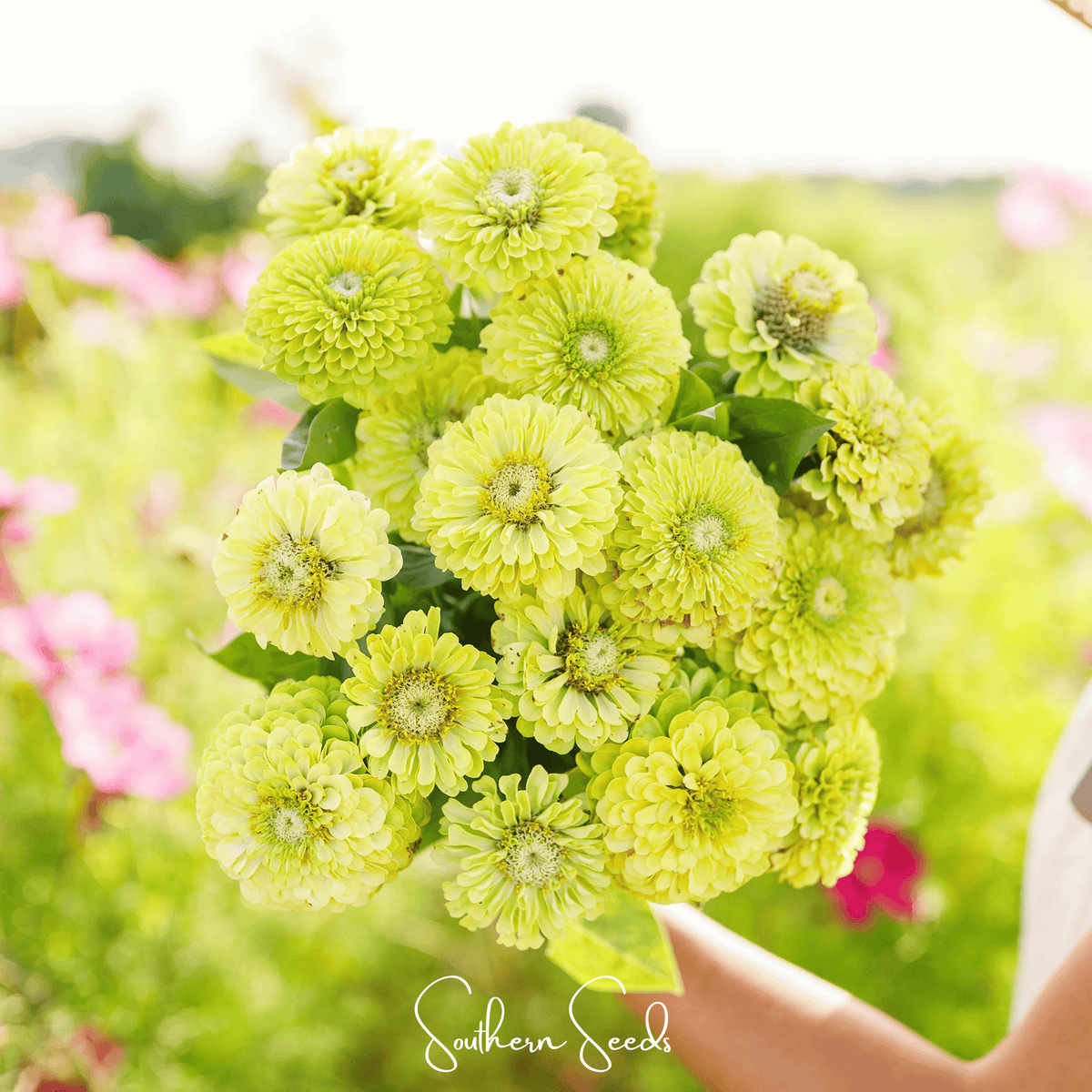 Envy Green Zinnia – 25 Seeds