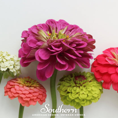 Lilliput Zinnia – 100 Seeds