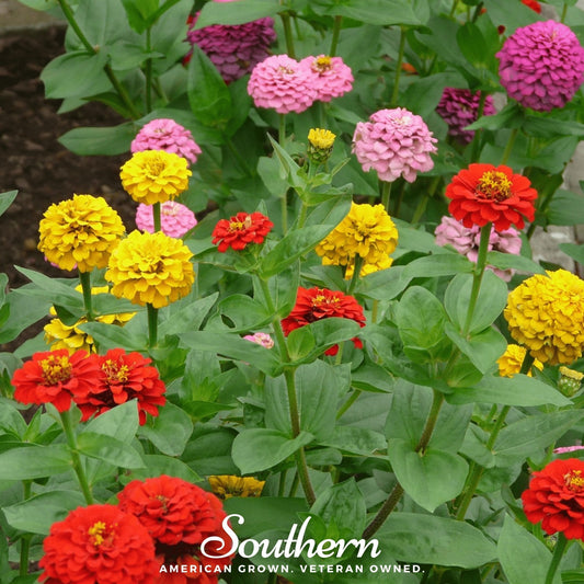 Lilliput Zinnia – 100 Seeds