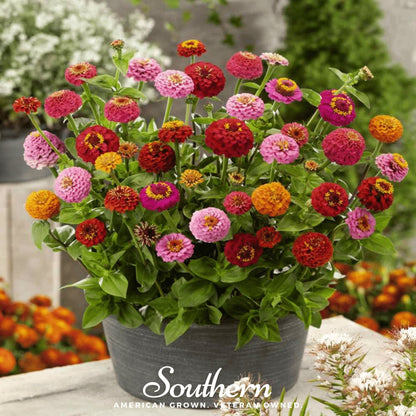 Lilliput Zinnia – 100 Seeds