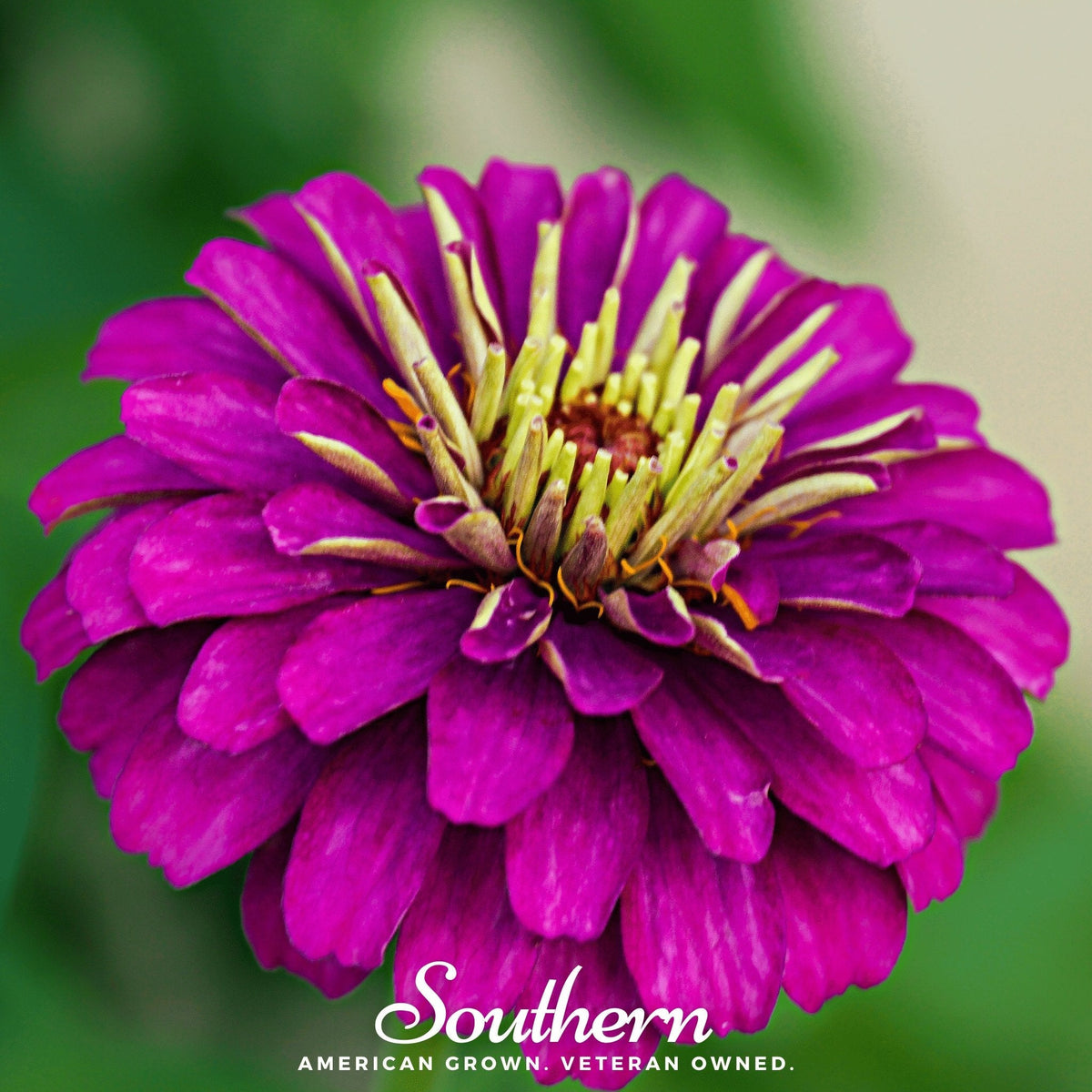 Purple Prince Zinnia – 100 Seeds