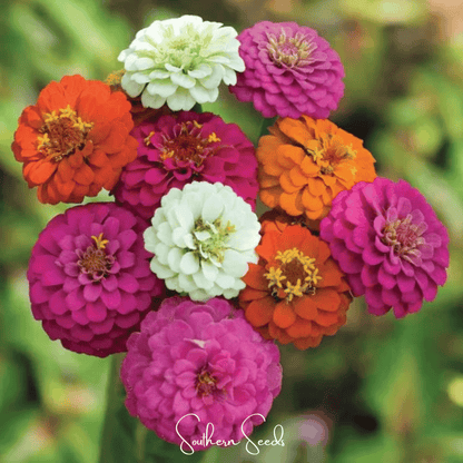 Thumbelina Dwarf Zinnia – 100 Seeds